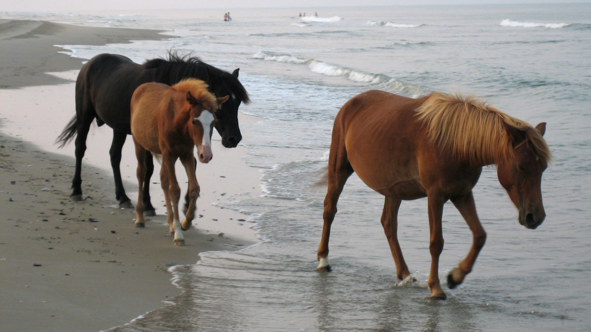 Wild horses